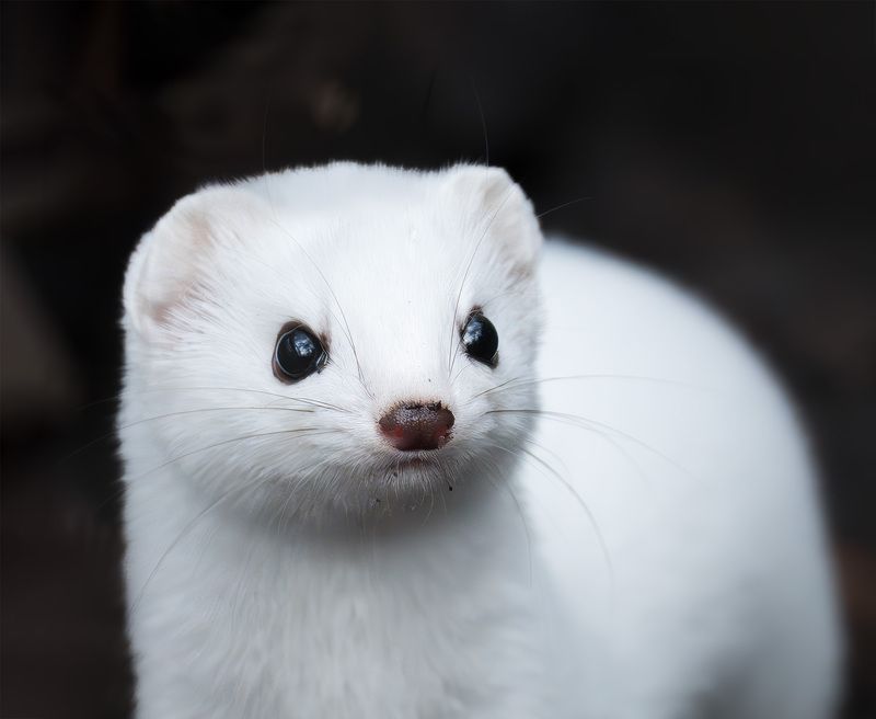 ласка Готова к снегуphoto preview