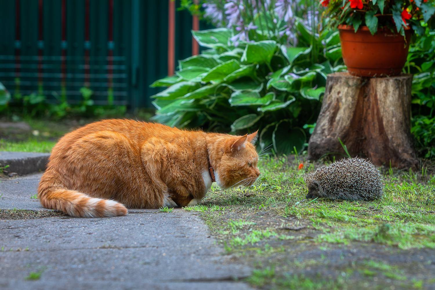 кот, котик, кот филя, животные, рыжий кот, деревня, вырица, ленинградская область, деревенский дом, лето, ёжик,, Alexander Pashenichev