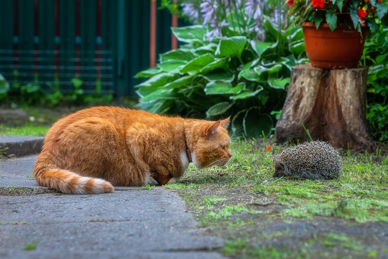 кот, котик, кот филя, животные, рыжий кот, деревня, вырица, ленинградская область, деревенский дом, лето, ёжик, Встреча с колючим шариком.photo preview