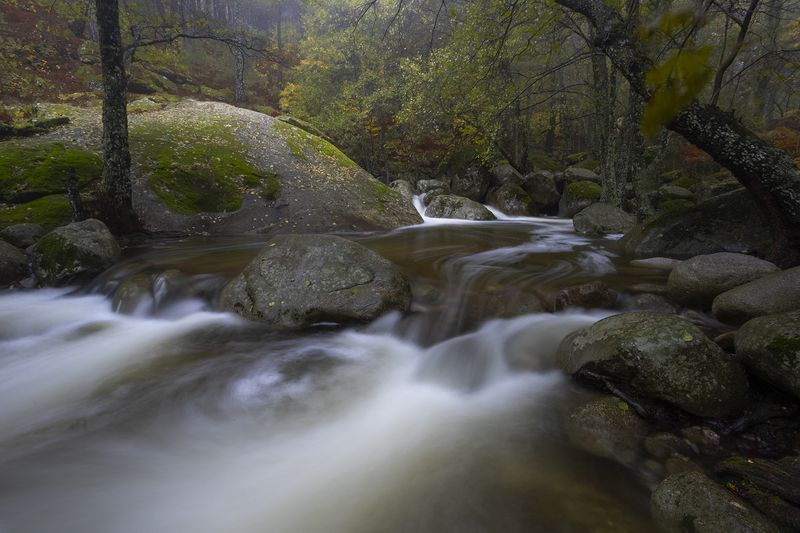 photography, mountain, autumn, flower, landscape, photo, awakening, flowers, land, landmark, lands, dramatic ligth, ligth, mountains Misty forestphoto preview