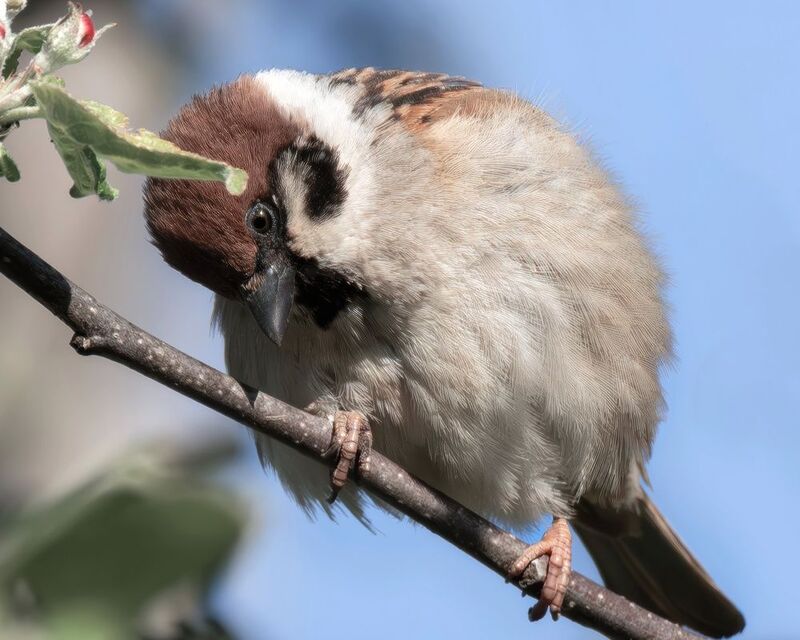 Бёрдвотчинг полевой воробей  Воображуля!photo preview