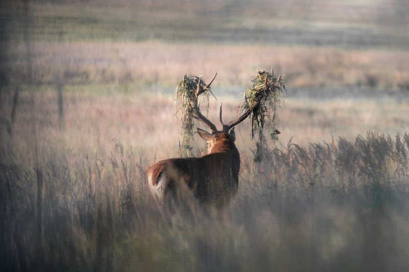 Пора в парикмахерскуюphoto preview