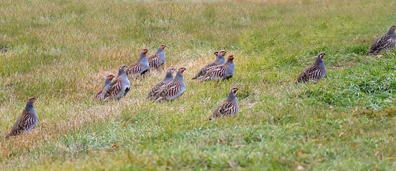 птица, куропатка, осень, Куропатки осенью.photo preview