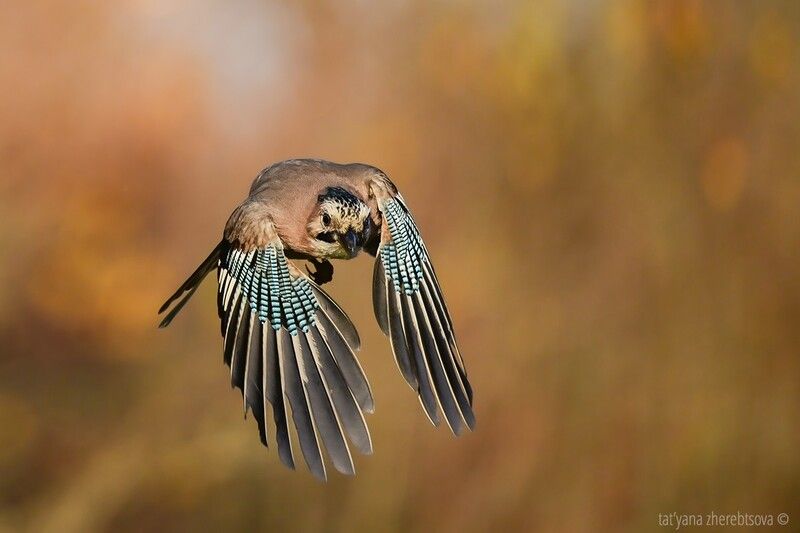 Сойка,photo preview
