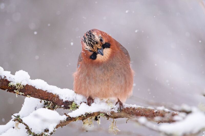 сойка, зима, снегопад, перья, клюв Момент любопытстваphoto preview