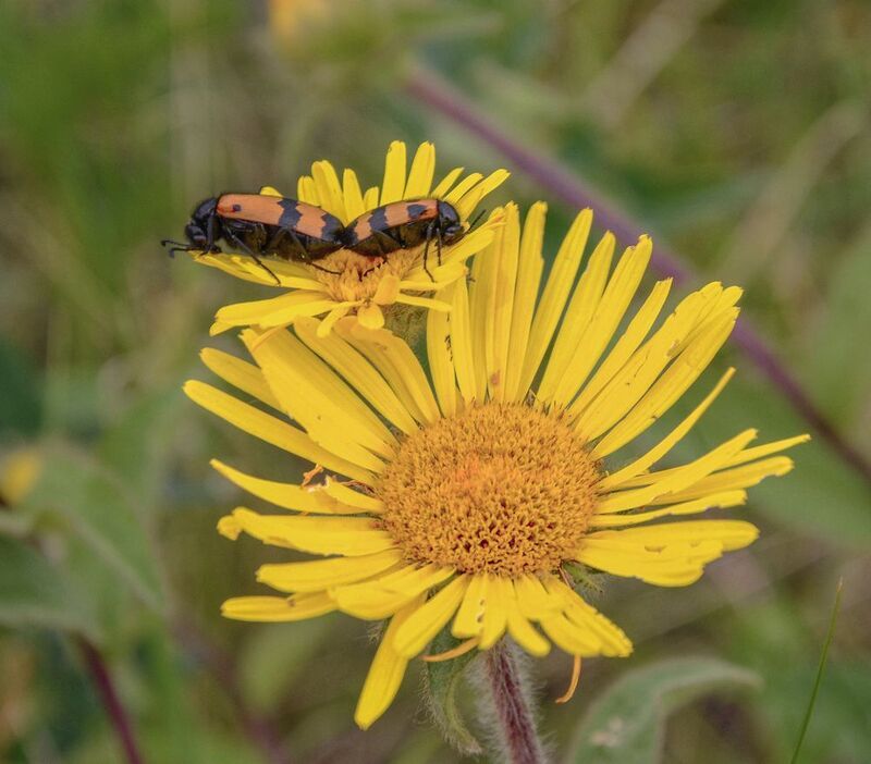 солнцем утомленныеphoto preview