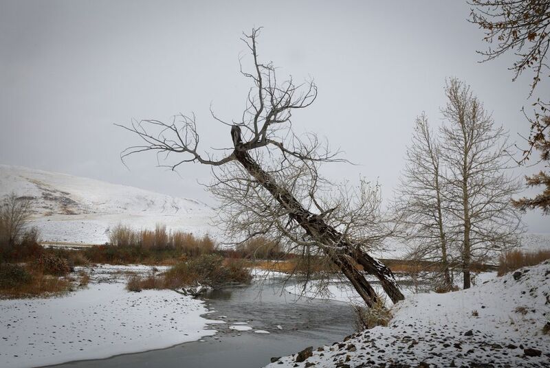 Чаган_Узунphoto preview