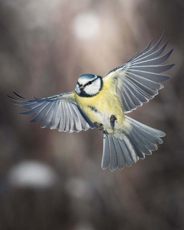 Обыкновенная лазоревка (Cyanistes caeruleus) photo preview