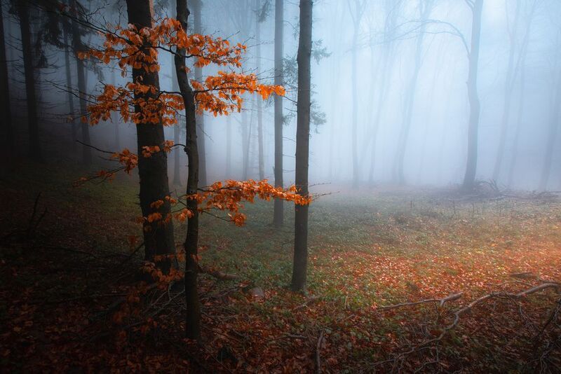 Autumn is leavingphoto preview