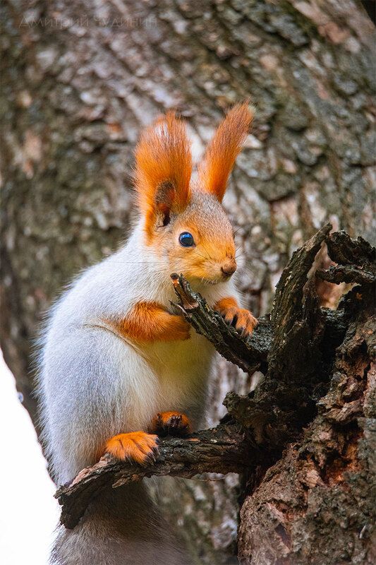 Испуг фото превью