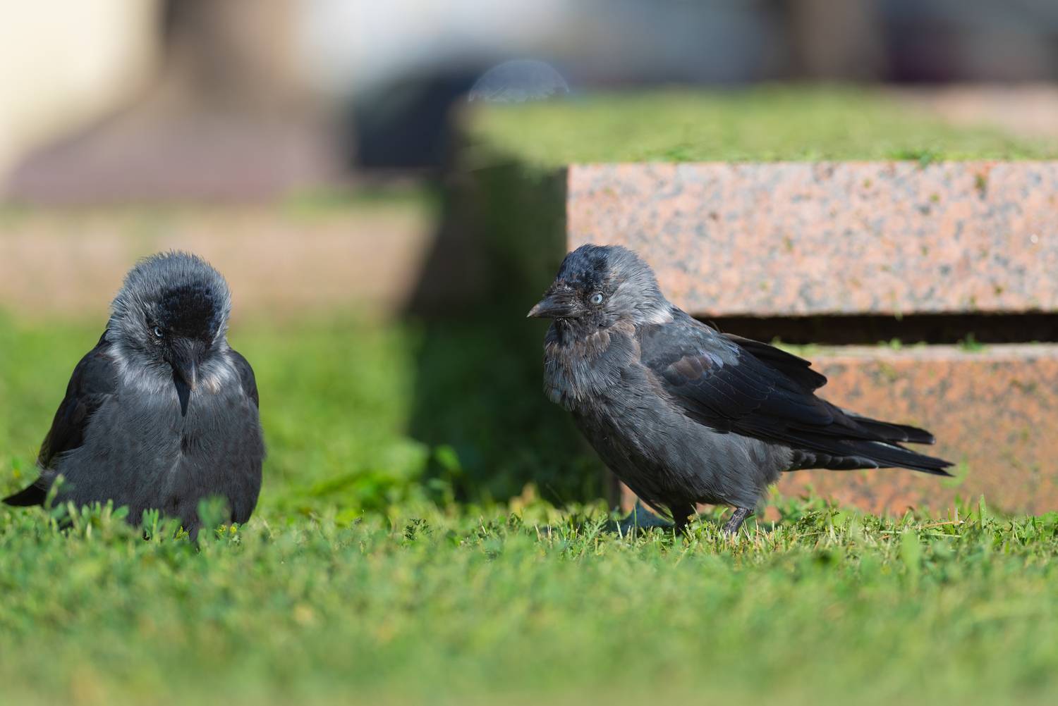 галка, галки, птица, птицы, лето, природа, фотоохота, воронеж, Воронов Денис