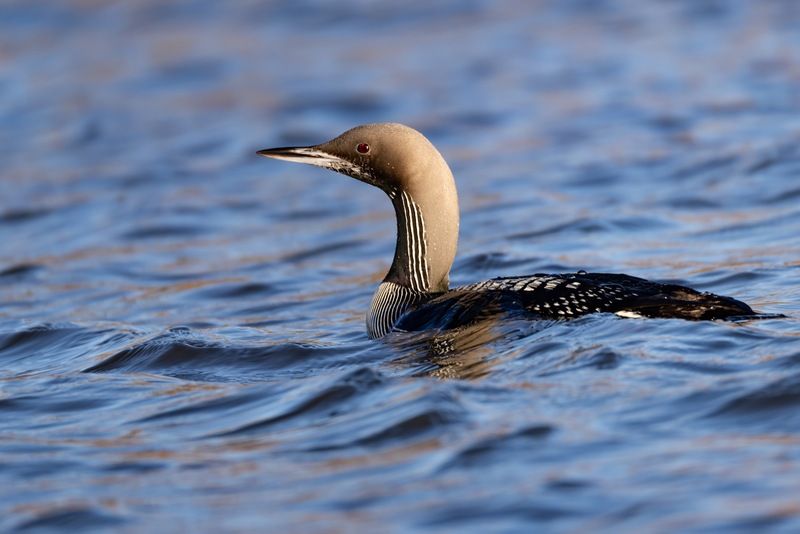 чернозобая гагара, гагара, птицы Чернозобая гагараphoto preview