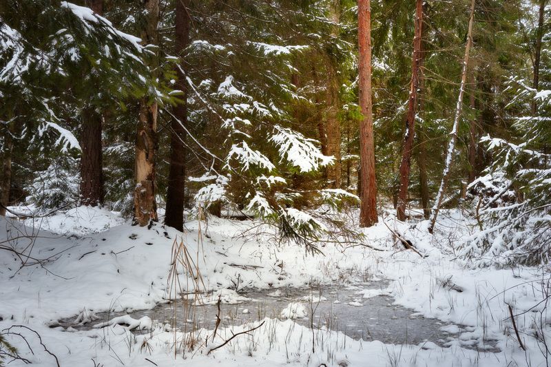 лес, деревья, листва, снег, зима В зимнем лесуphoto preview