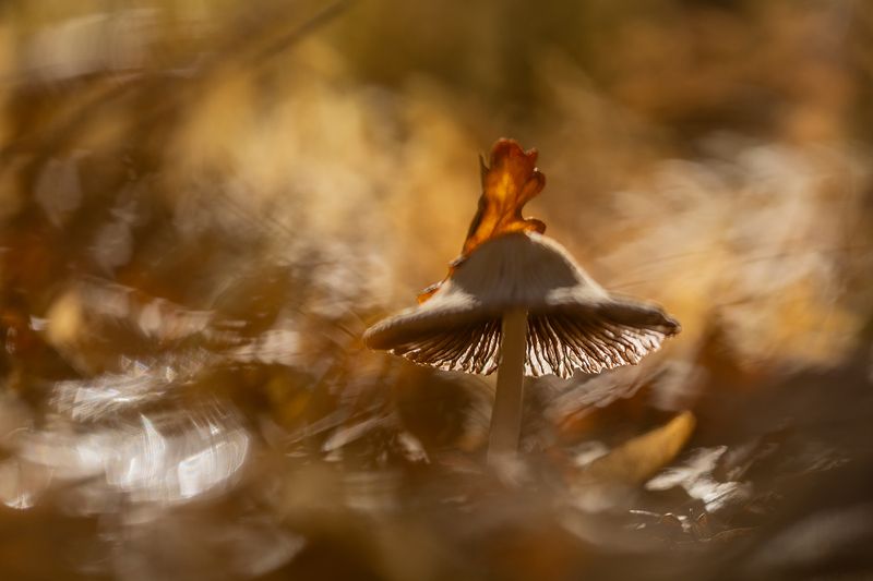 Дело в шляпеphoto preview