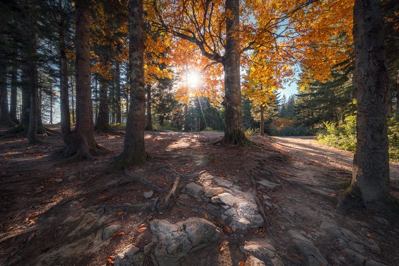 tskhrajvari, mountain, forest, sun, autumn, fall, imereti, trees, mountains, nature, view, landscape, scenery, travel, outdoors, georgia, sakartvelo, chizh Autumn Sun In Tskhrajvari Forestphoto preview