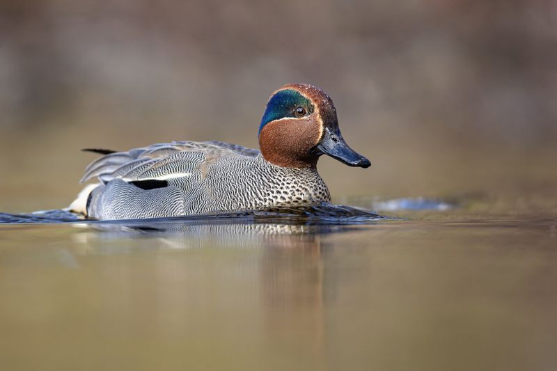чирок-свистунок, чирок свистунок, чирок, свистунок, птицы, утка Свистунокphoto preview
