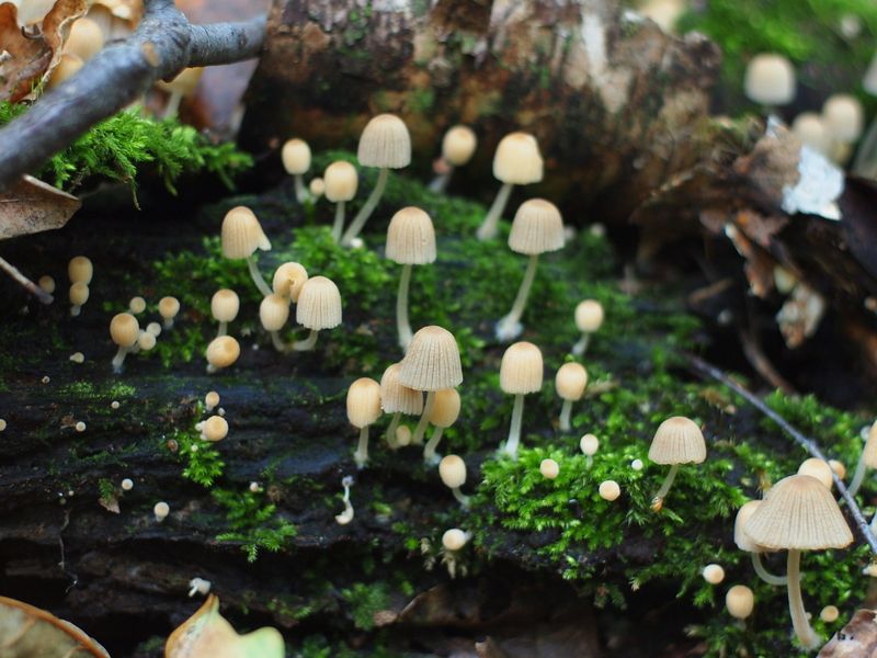 Навозник рассеянный грибы Грибная тема (Навозник рассеянный)photo preview