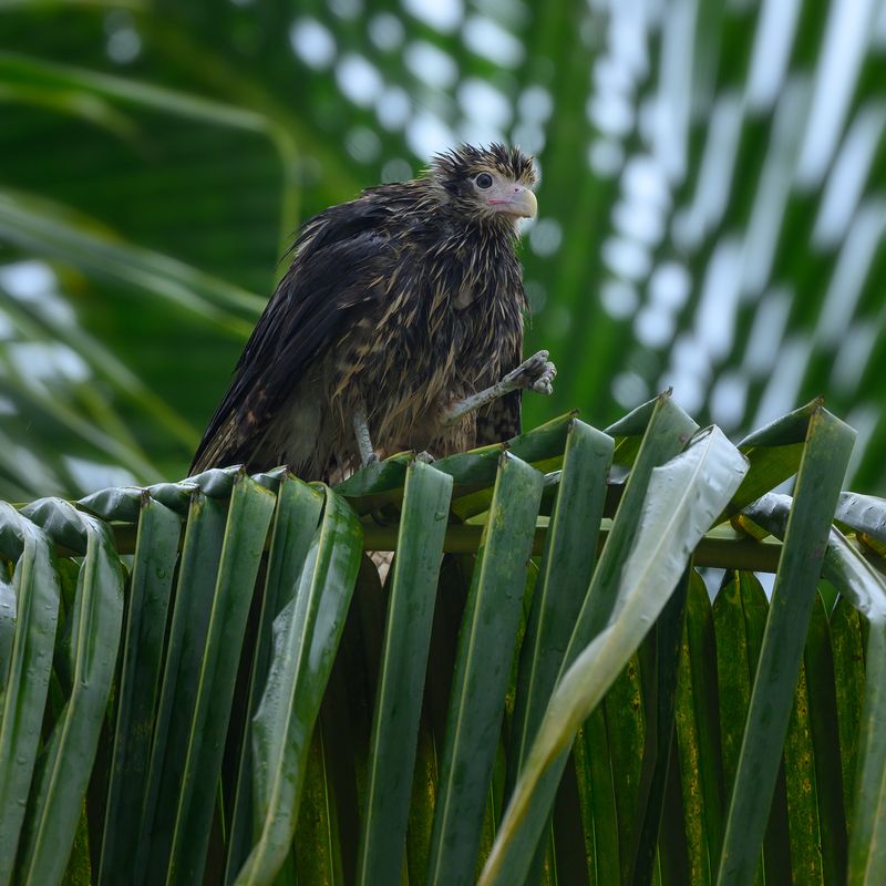 Yellow-headed caracara (immature)photo preview