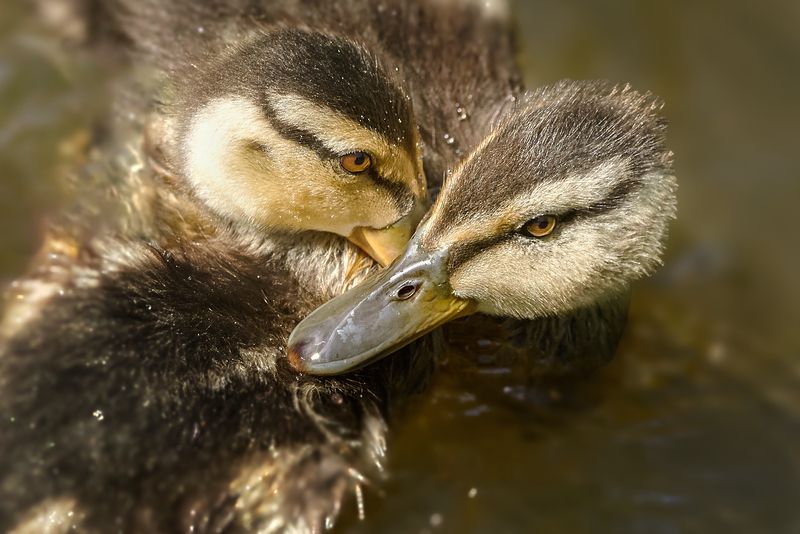 кряква, mallard, Anas platyrhynchos, птица, дикая природа, duck, водоплавающие птицы, птицы России, birdwatching, nature, wildlife photography, close-up bird Утячьи нежности photo preview