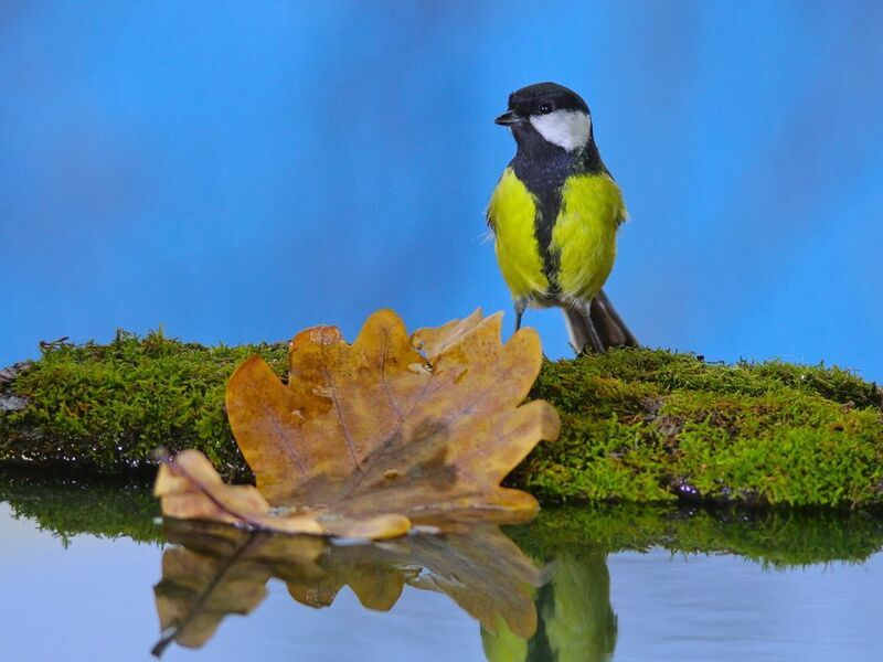 большая синица, parus major, На причалеphoto preview