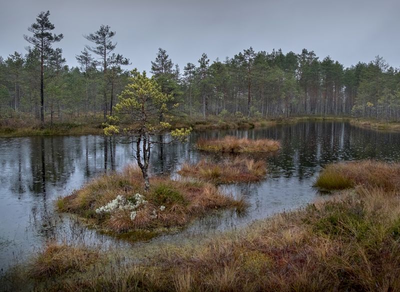 болото, болота, нд, живопись северных болот, ленинградская область, север, ленобласть, ленобласть нд Дождик осенний...photo preview