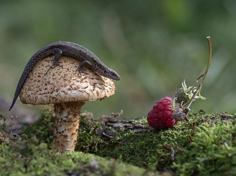 гриб, королевский опенок, ящерица, малина, ягода, мох Ягода малина нас к себе манила:)photo preview
