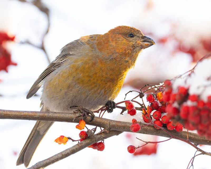 щур, рябина, птицы Щур фото превью