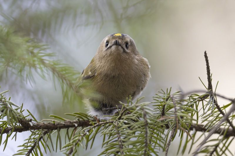 желтоголовый королек, королек, птицы Желтоголовый королекphoto preview