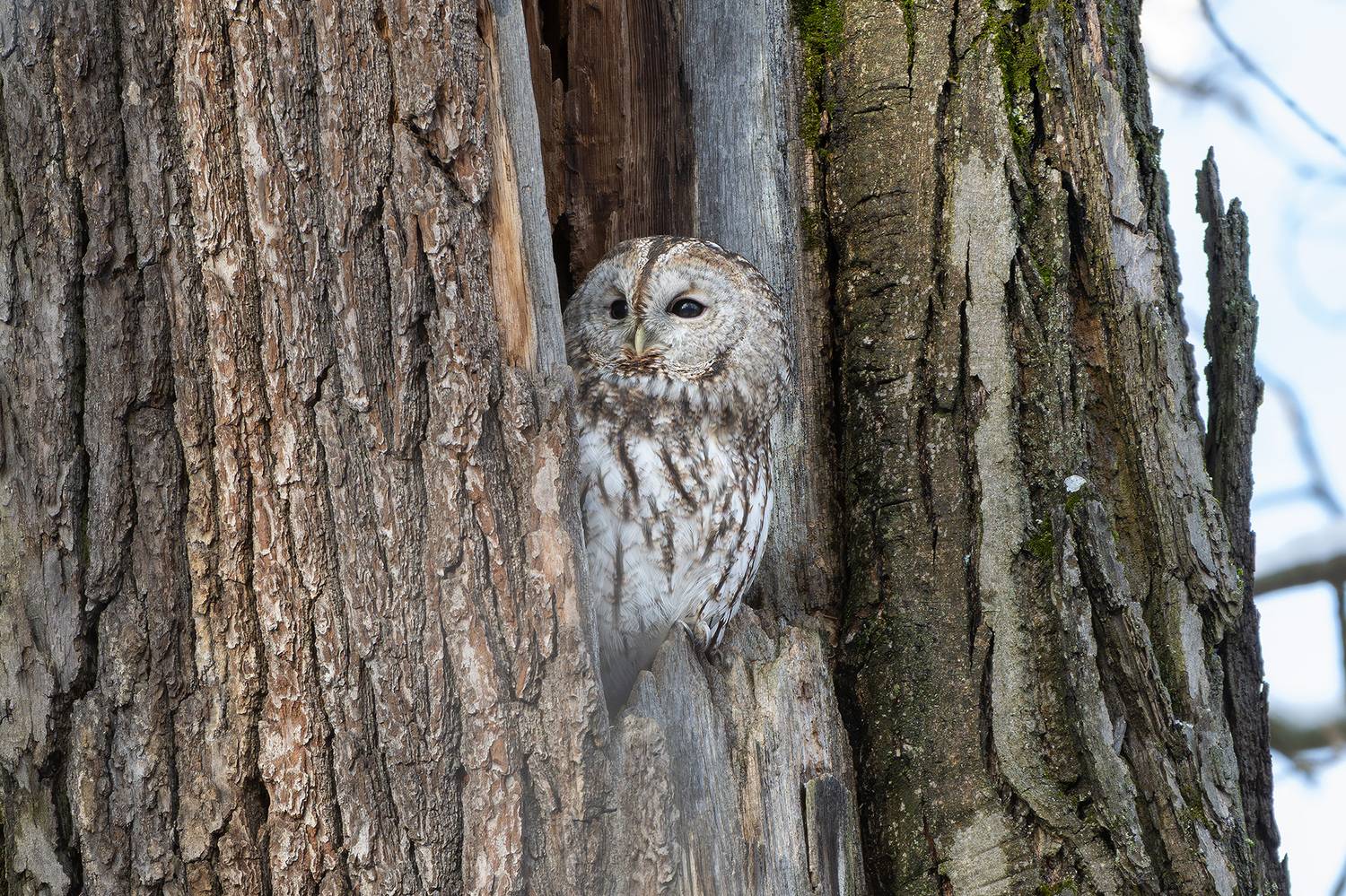 , Молодкин Дмитрий