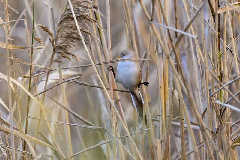 Жан-Клода Ван Даммphoto preview
