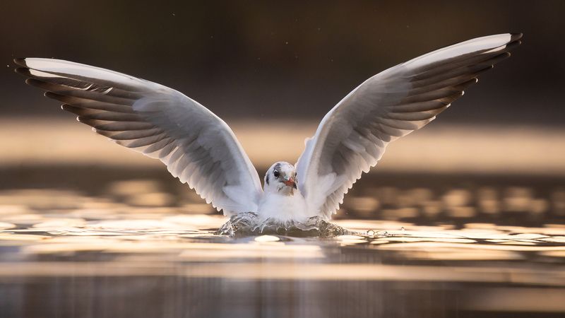 Gull фото превью