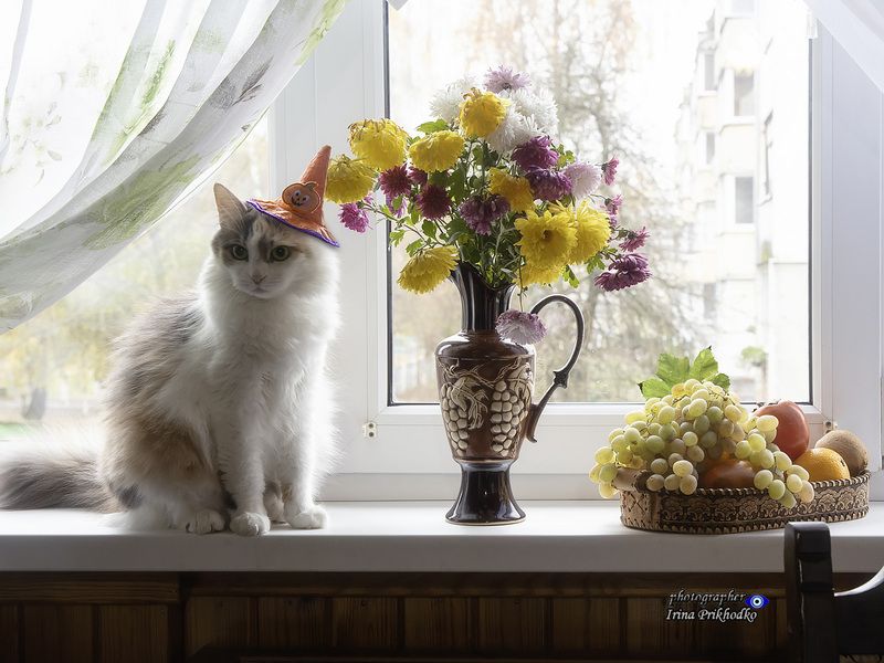 животные, кошки, питомцы, трехцветная сибирская кошка, натюрморт, окно Королева снизошла до фотосессииphoto preview