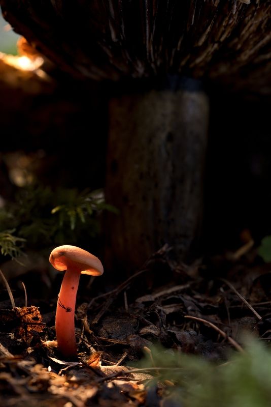 Молодое поколениеphoto preview