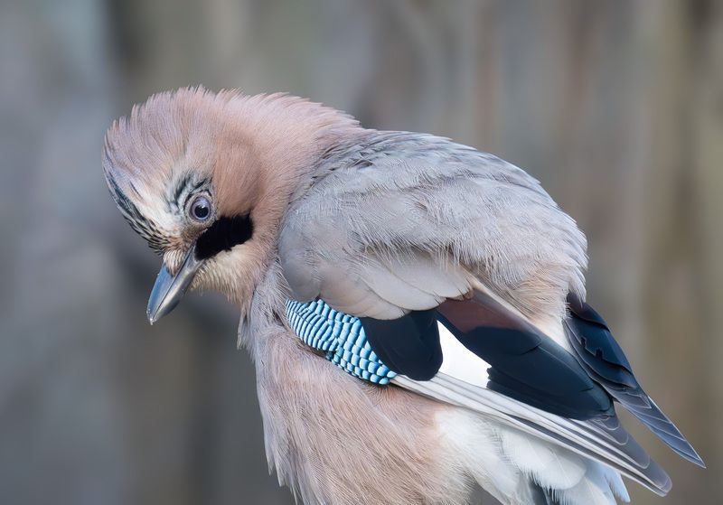 сойка, птица, врановые Смотри как могу!photo preview