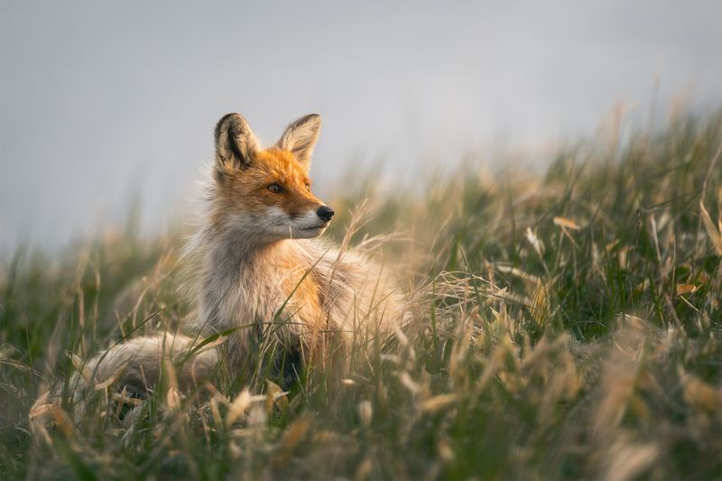 шикотан, сахалин, сахалинская область, курилы, курильские острова, kuril islands, far east, дальний восток, охотское море, южные курилы, shikotan, лиса, лисы Шикотанская лисаphoto preview