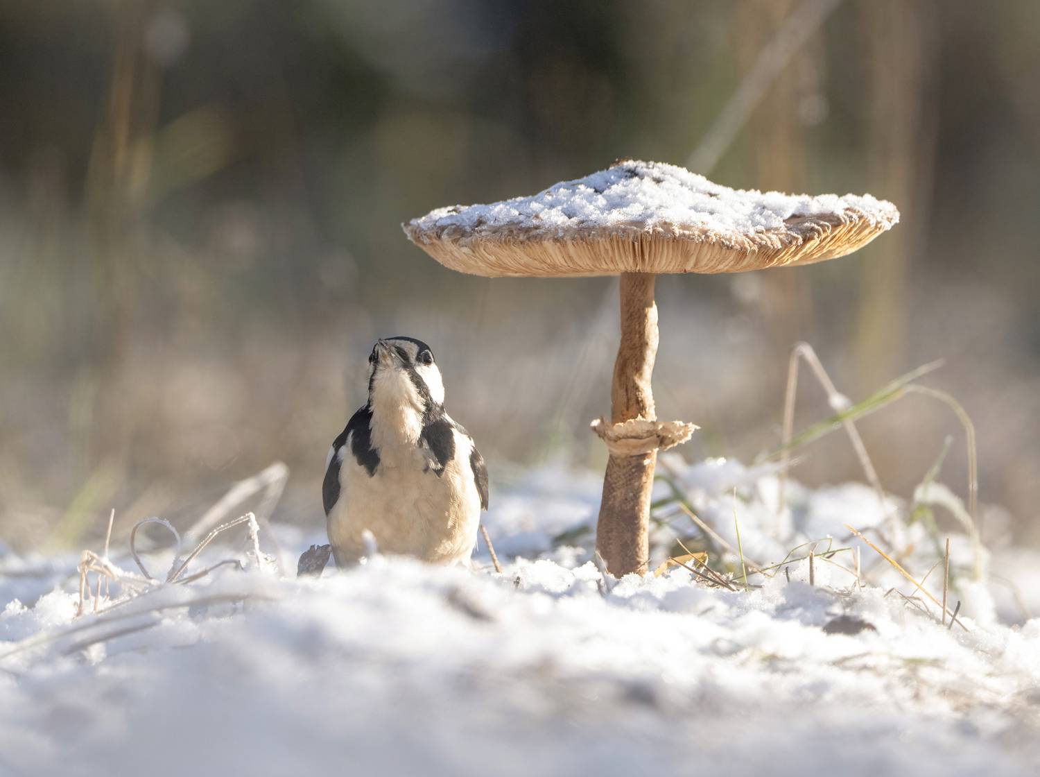Картинка из леса. Автор: Андрей Киселёв птицы,природа, осень, Андрей Киселёв