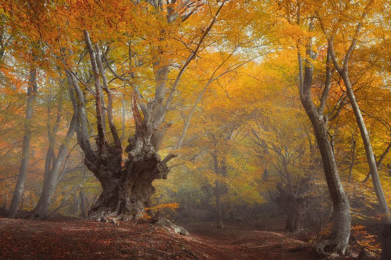 Крымская осеньphoto preview