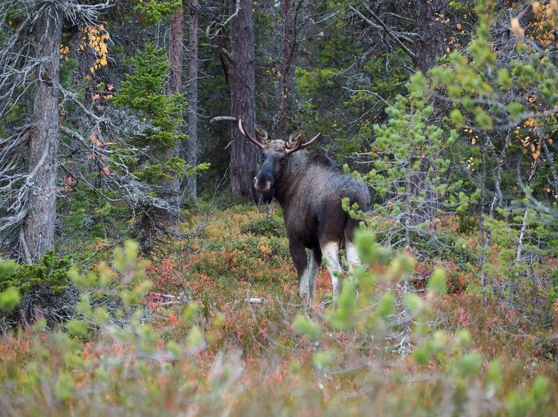 Встреча в лесу фото превью