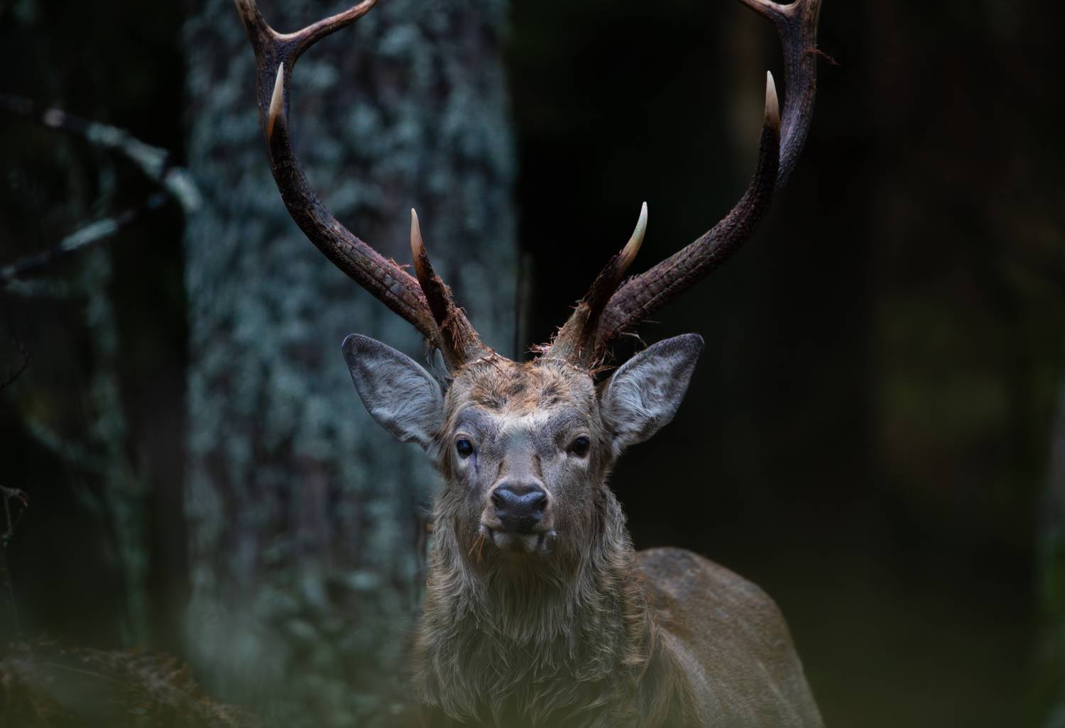 олень, пятнистый олень, олень, гон, осень, беларусь, belarus, deer, wildlife, forest, nature, дикие животные,, Дмитрий Федорако