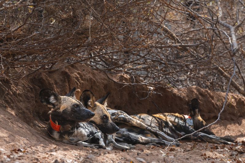 африка, собаки, животные, гиеновидные собаки, зимбабве, africa Опасные ребята. фото превью