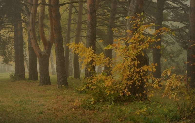 осень листва утро лес туман Осеннее утроphoto preview