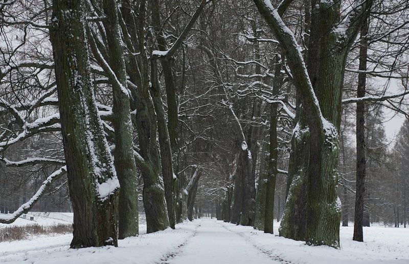 Oak alleyphoto preview