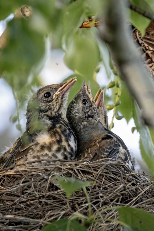 птенцы, птицы Птенцыphoto preview