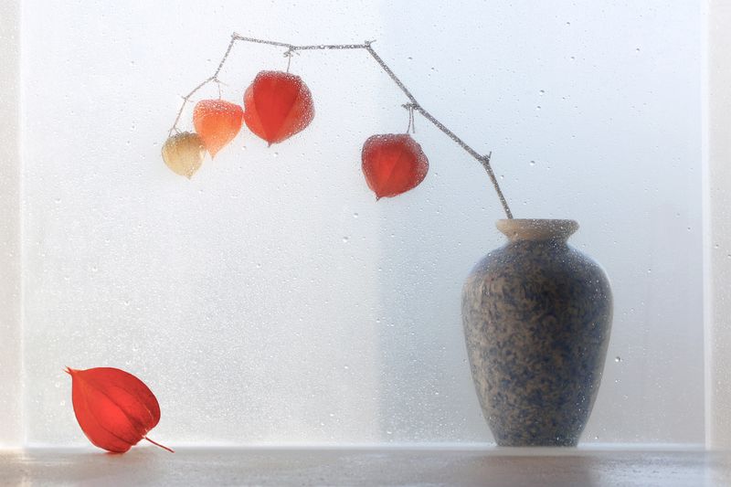 Ноябрьский этюд с физалисомphoto preview