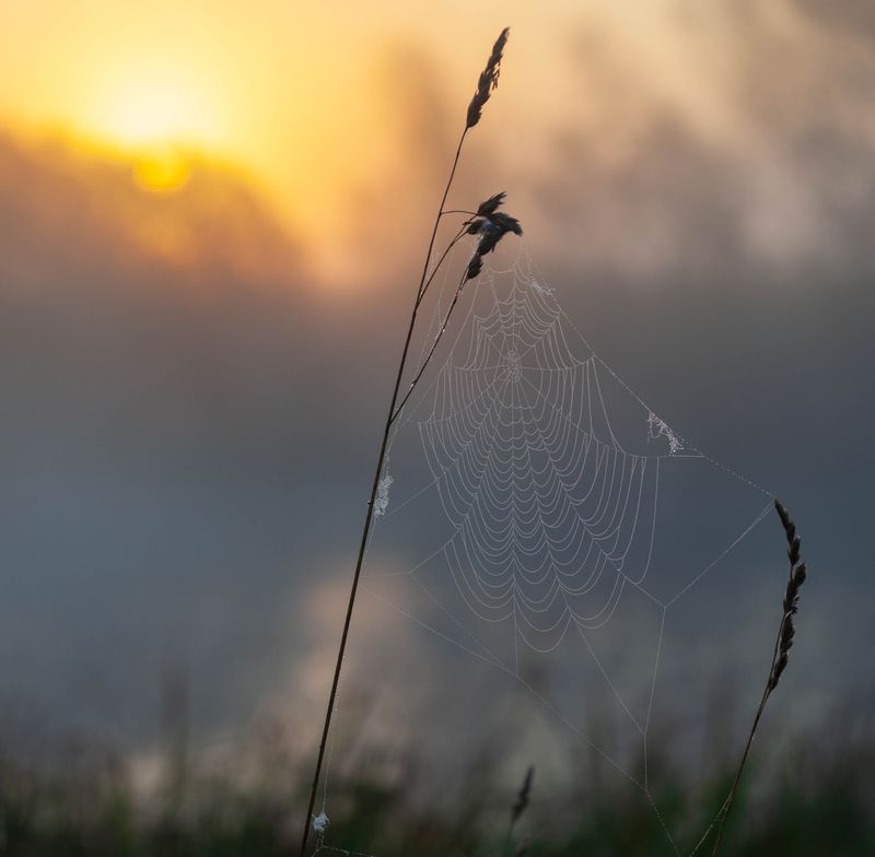 рассвет , паутинка photo preview