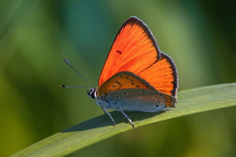 Червонец.photo preview