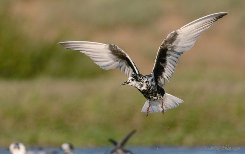 Белокрылая крачка Крылья крачкиphoto preview