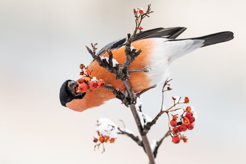 снегирь, рябина, птицы Снегирь фото превью