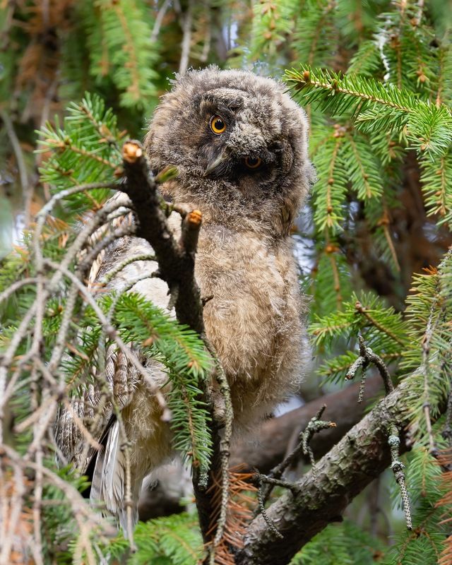 ушастая сова, совенок, совята, птицы, сова photo preview
