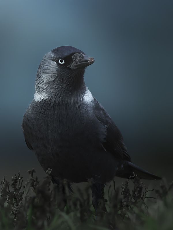 галка, jackdaw, Coloeus monedula, птица, дикая природа, corvid, птицы России, birdwatching, nature, wildlife photography, close-up bird Галкаphoto preview